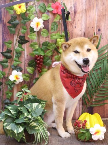 20230818ススムくん